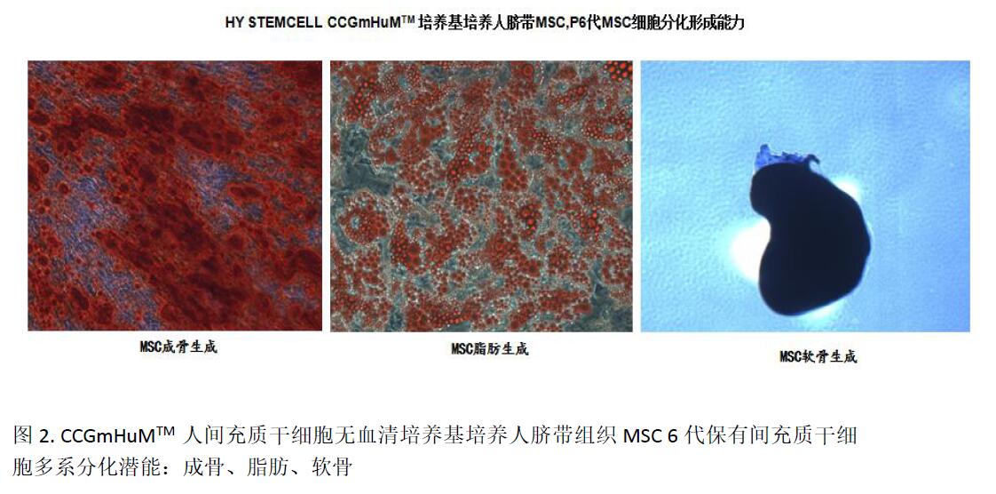 HX0201M人间充质干细胞无血清培养基-人间充质干细胞产品