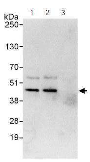 ab124261-Anti-Cdk9 antibody 抗细胞周期依赖性激酶抗体-抗体/抗原
