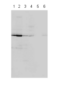 ab27963-Anti-Cyclin T1 antibody 抗细胞周期蛋白T1抗体-抗体/抗原