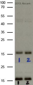 ab14955-Anti-Histone H3 （phospho S10） mAbcam 14955 antibody - ChIP Grade （ab14955）-抗体/抗原