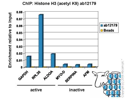 ab12179-Anti-Histone H3 （acetyl K9） AH3-120 antibody - ChIP Grade （ab12179）-抗体/抗原