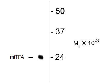 ab131607-Anti-TFAM antibody （ab131607）抗线粒体转录因子A抗体-抗体/抗原