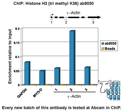 ab9050-Anti-Histone H3 （tri methyl K36） antibody - ChIP Grade （ab9050）-抗体/抗原