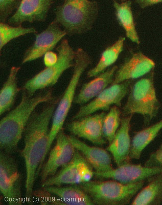 ab31163-Anti-Nrf2 antibody （ab31163）抗核转录因子2抗体-抗体/抗原