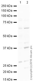 ab31163-Anti-Nrf2 antibody （ab31163）抗核转录因子2抗体-抗体/抗原