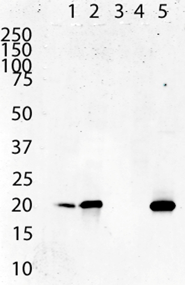 ab110276-Anti-ATP5O 4C11C10D12 antibody （ab110276）抗ATP5O 4C-抗体/抗原