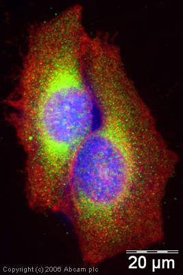 ab18211-Anti-Rab5 antibody - Early Endosome Marker （ab18211）Anti-Rab5早期核内体标记-抗体/抗原