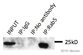 ab18211-Anti-Rab5 antibody - Early Endosome Marker （ab18211）Anti-Rab5早期核内体标记-抗体/抗原