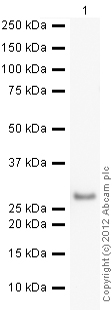 ab18211-Anti-Rab5 antibody - Early Endosome Marker （ab18211）Anti-Rab5早期核内体标记-抗体/抗原