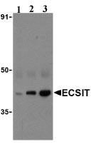 ab21288-Anti-ECSIT antibody （ab21288）抗ECSIT抗体-抗体/抗原