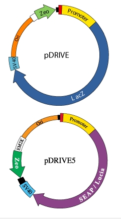 pdrive5s-hcea-InvivoGen pdrive5s-hcea pDRIVE5SEAP-hCEA重庆市干细胞-细胞培养耗材