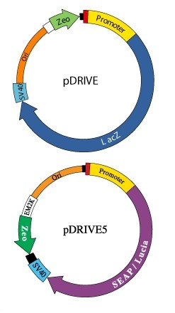 pdrive-chef1-InvivoGen pdrive-chef1 pDRIVE-chEF1重庆市干细胞-一般耗材