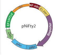 pnifty2-luc-InvivoGenpnifty2-lucpNiFty2-Luc重庆市干细胞-SFM无血清培养基