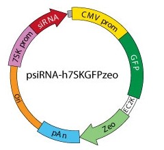 psirna42-hnap1-InvivoGenpsirna42-hnap1 psiRNA-hNAP1重庆市干细胞-细胞培养辅助试剂