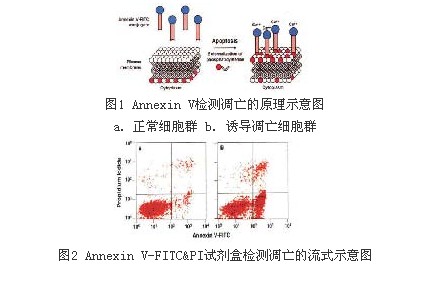 556547-BD 556547 ANXN V FITC APOPTOSIS DTEC KIT I 细胞凋亡试剂盒-流式检测