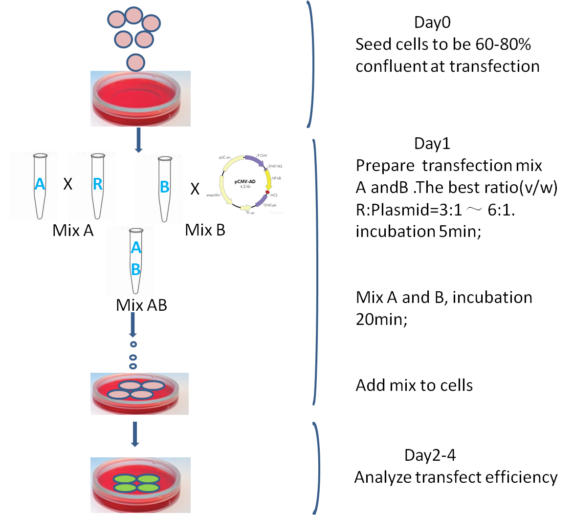 HJ0201T-JuviTM e-Transfection Solution 高效转染试剂-其他干细胞产品