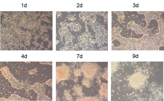 Y40002-CellArtis Y40002神经分化培养基NDiff 227神经干细胞培养基