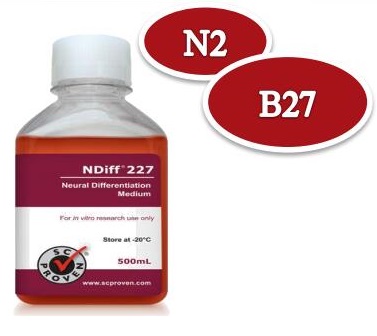 CellArtis Y40002 NDiff 227人小鼠ES胚胎干细胞Gibco B27神经分化N-神经干细胞培养基