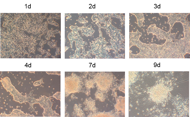 CellArtis Y40002 NDiff 227人小鼠ES胚胎干细胞Gibco B27神经分化N-神经干细胞培养基