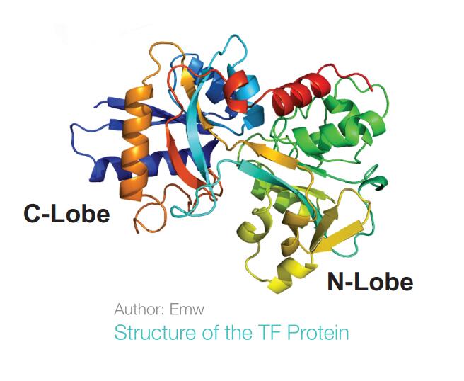 Biogems人转铁蛋白细胞无血清培养添加剂-重组蛋白