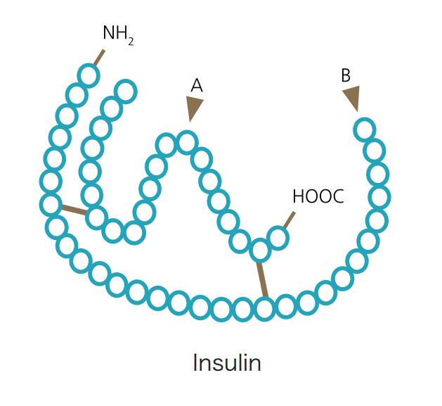 BioGems 重组人胰岛素细胞无血清培养添加剂-重组蛋白