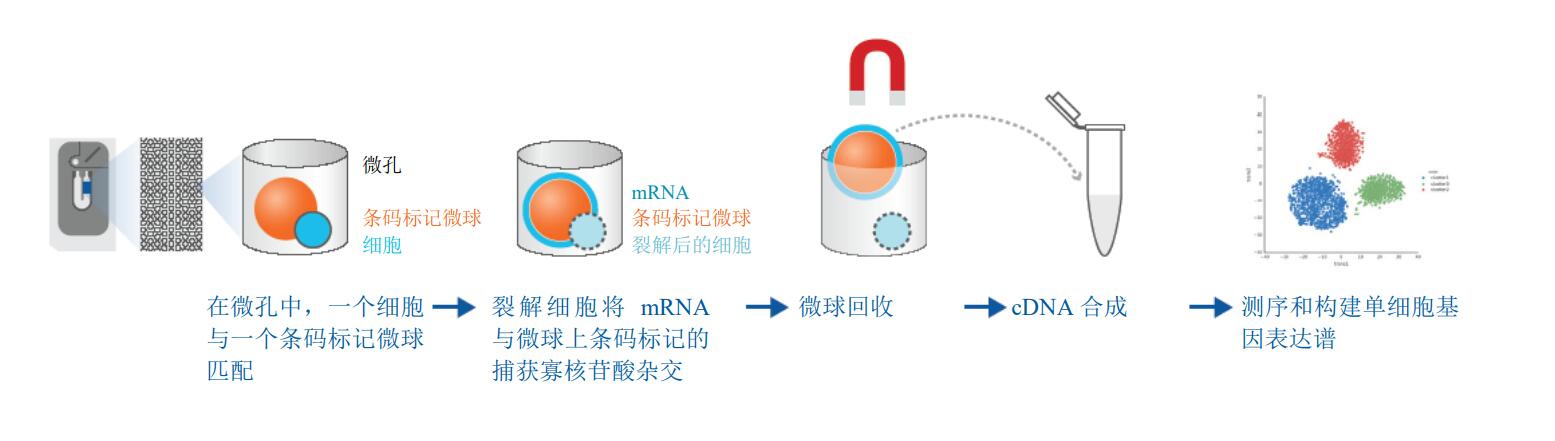 BD Rhapsody单细胞表达分析仪,免疫靶向检测-单细胞表达分析