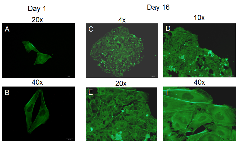 Cellartis Y30010-DEF-CS 500诱导多能干细胞无血清培养基-人胚胎/IPS干细胞产品