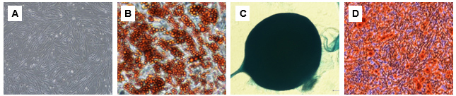 Cellartis Y50200-MSC Xeno-Free 人间充质干细胞培养基-人间充质干细胞产品