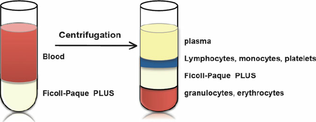GE Ficoll-Paque 淋巴细胞分离液-细胞冻存