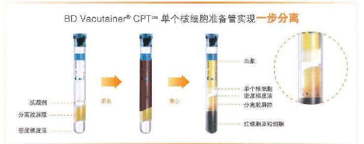 362761-BD CPT管 单个核细胞制备管 PRP-ACR管