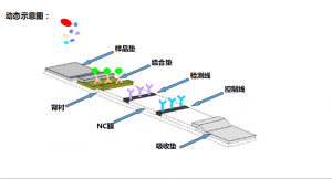 FT02C/FT03C/FT04C 荧光微球-荧光微球