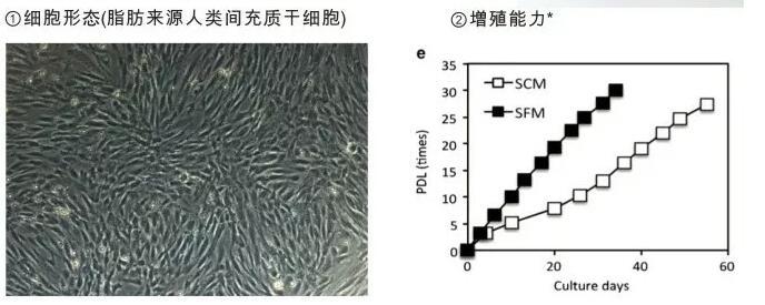 CSTI  MSC-T4supplement MSC无血清添加物-MSC无血清添加物