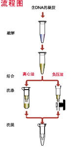 AP-GX-50G-DNA凝胶回收试剂盒-生化试剂