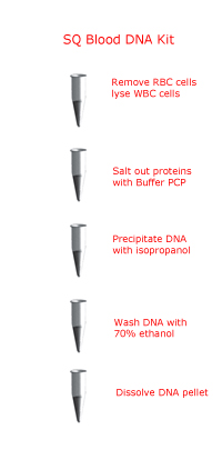 D5032-血液和体液DNA提取试剂盒-Pierce试剂盒
