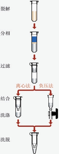AP-MN-BT-GDNA-50-细菌基因组DNA小量制备试剂盒-琼脂糖