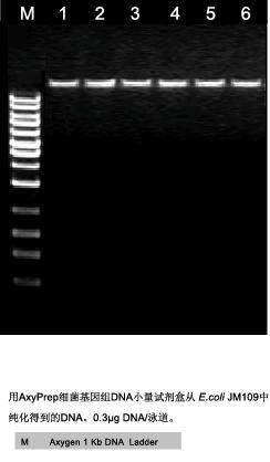 AP-MN-BT-GDNA-50-细菌基因组DNA小量制备试剂盒-琼脂糖