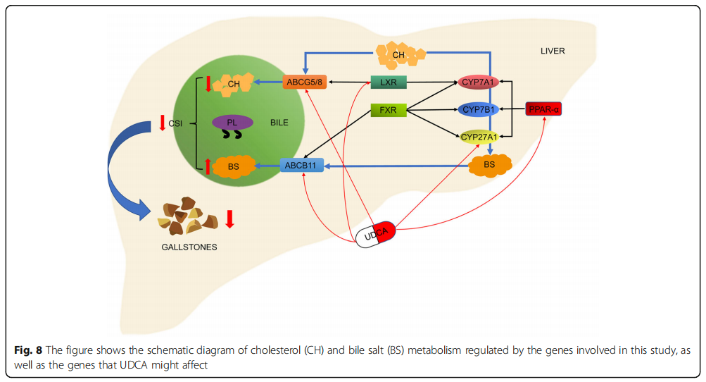 Cholesterol  胆固醇