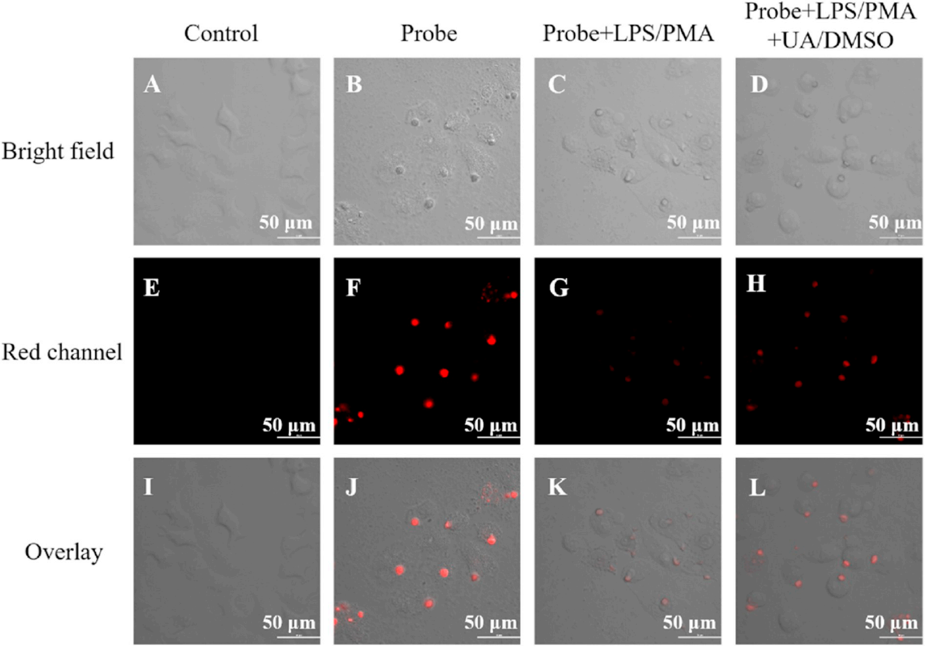 Phorbol 12-Myristate 13-Acetate；佛波酯