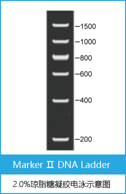 Marker Ⅱ DNA Ladder