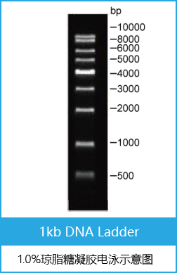 Marker Ⅱ DNA Ladder
