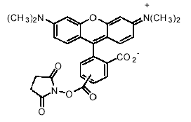 5(6)-TAMRA, SE（5(6)-TAMRA 琥珀酰亚胺酯） 货号:               T5047  规格:               25 mg