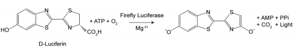 One-Step Firefly Luciferase Assay Kit（一步法萤火虫萤光素酶报告基因检测试剂盒） 货号:               F6072S/F6072M/F6072L  规格:               50T/500T/1000T