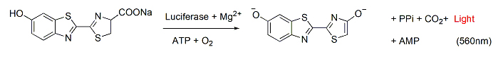 D-Luciferin, Sodium Salt(D-萤光素钠盐) 货号: D1007S/D1007L 规格: 10 mg/500 mg