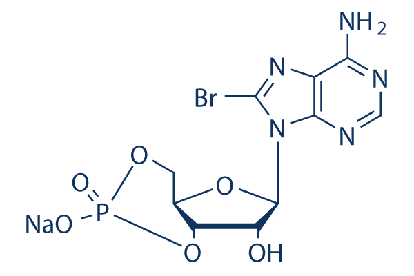 8-Bromo-cAMP