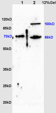 Rabbit anti-ZNF300 Polyclonal Antibody