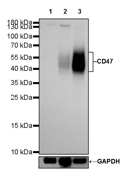 Rabbit anti-CD47 Recombinant Monoclonal Antibody(295-33)
