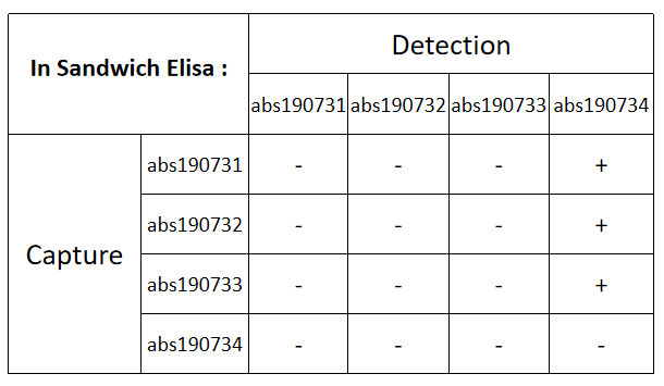 Rabbit anti-Thrombin Recombinant Monoclonal Antibody(293-58)