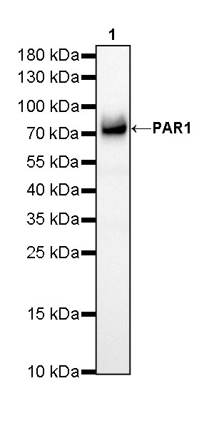 Rabbit anti-PAR1 Recombinant Monoclonal Antibody(293-58)