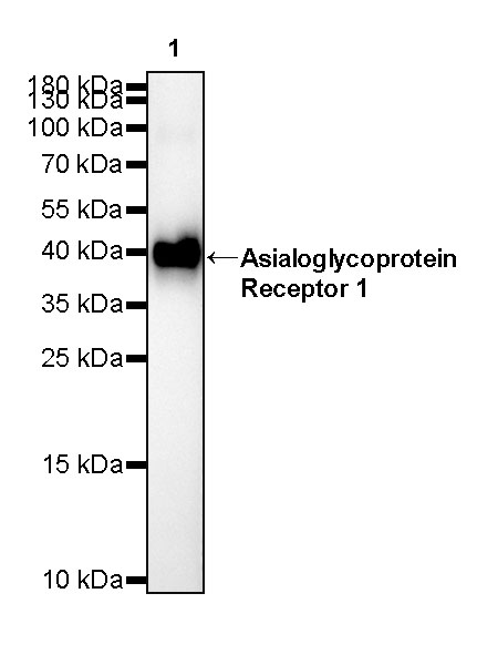 Rabbit anti-Asialoglycoprotein Receptor 1 Recombinant Monoclonal Antibody(292-48)