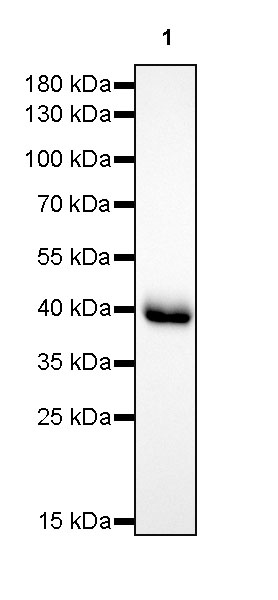 Rabbit anti-CD38 Recombinant Monoclonal Antibody(290-45)